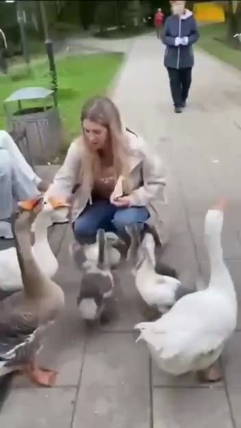 The geese know what the machine holds