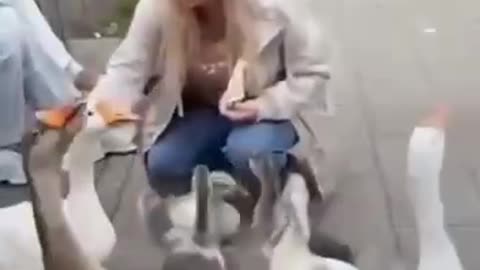 The geese know what the machine holds