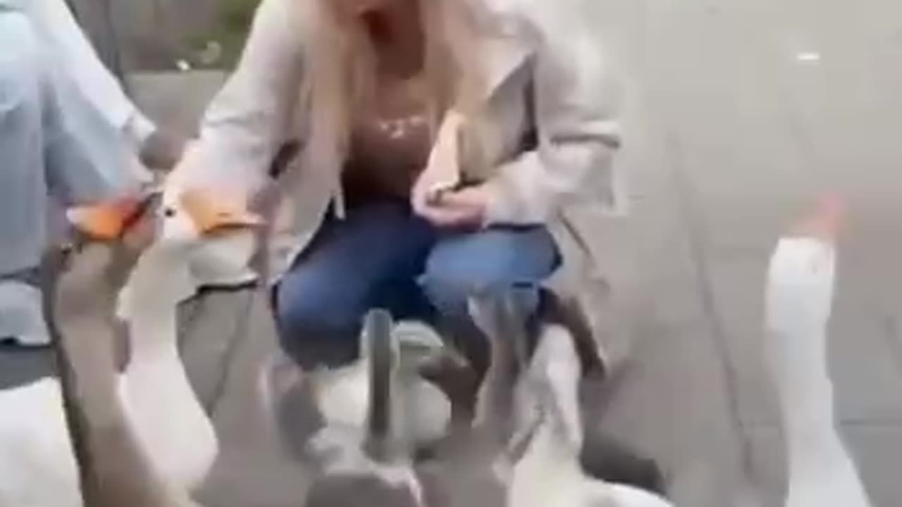 The geese know what the machine holds