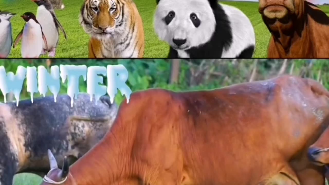 Animals so beautiful