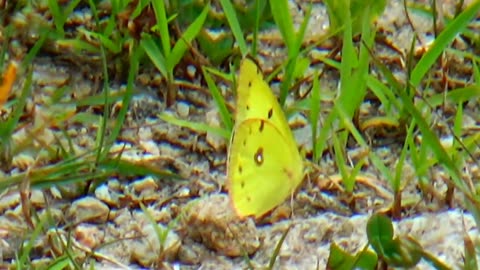 Clouded Yellow