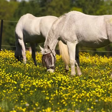 Graceful White Horses Grazing in Scenic Swedish Meadow
