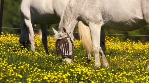 Graceful White Horses Grazing in Scenic Swedish Meadow