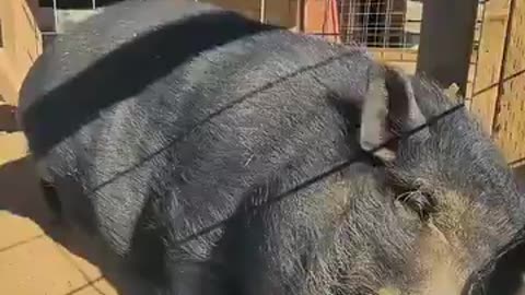 Pig Pillow