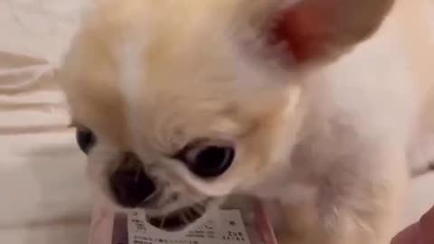 Funny trending cat