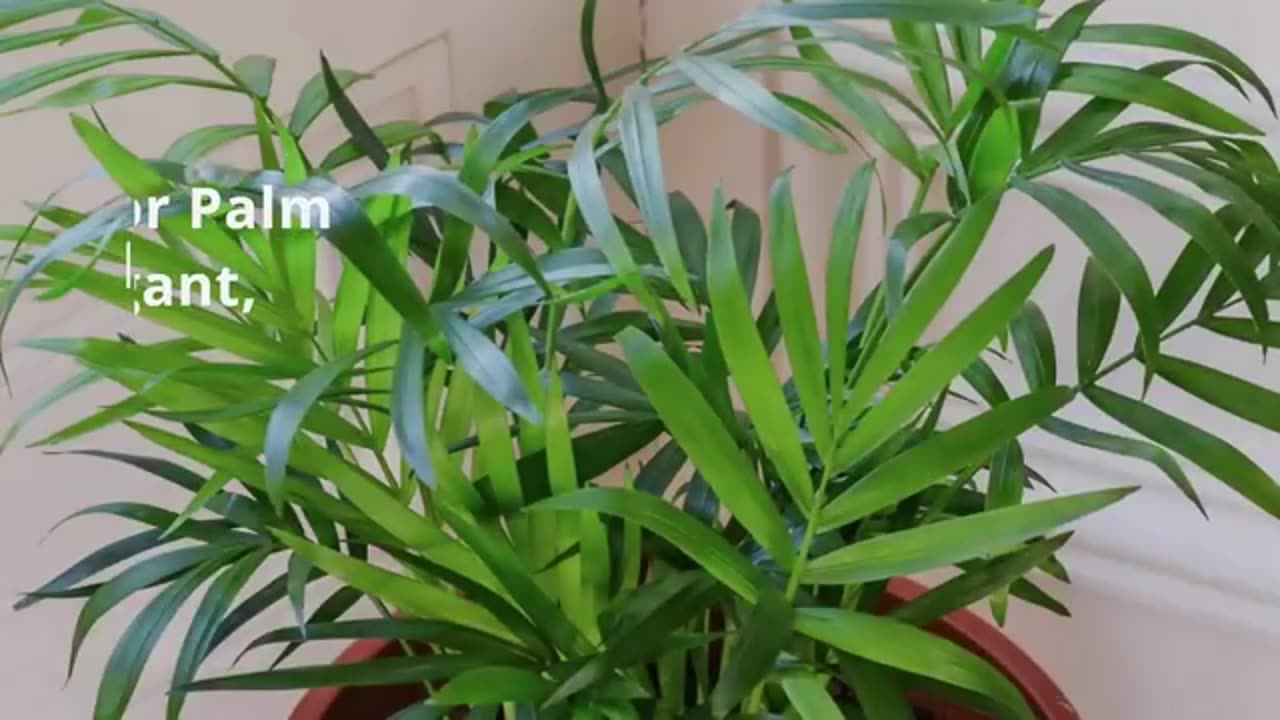 18 Gorgeous Houseplants That Thrive Without Sunlight