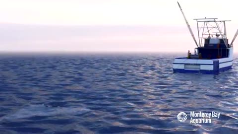 How Seafood is Caught: Bottom Trawling