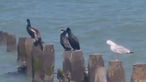 Cormorants And Seagulls By The Sea