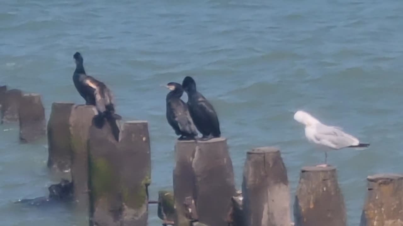 Cormorants And Seagulls By The Sea