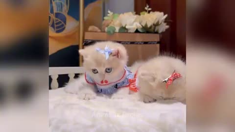 Funniest Cat dog Animal Videos 😂😂😂😂😂😂📷📷📷📷📷😂😂😂😂