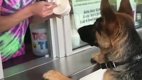 funny animals