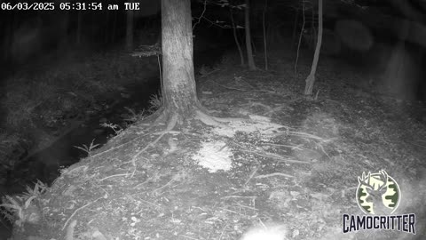 CamoCritter Critter Cam Live Stream