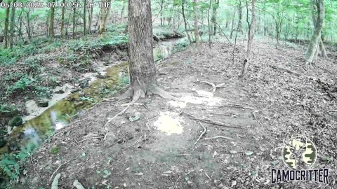 CamoCritter Critter Cam Live Stream