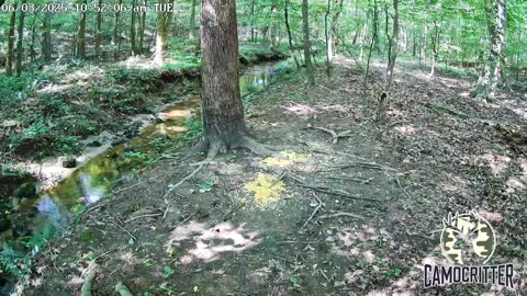 CamoCritter Critter Cam Live Stream
