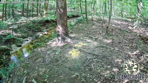 CamoCritter Critter Cam Live Stream