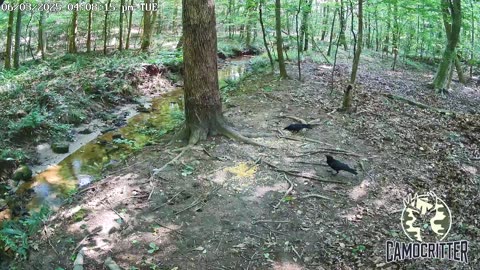 CamoCritter Critter Cam Live Stream
