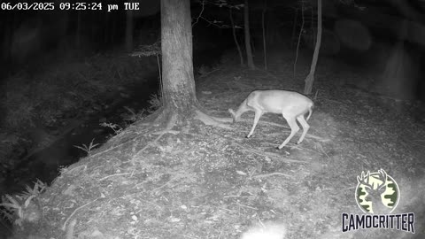 CamoCritter Critter Cam Live Stream