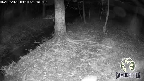 CamoCritter Critter Cam Live Stream