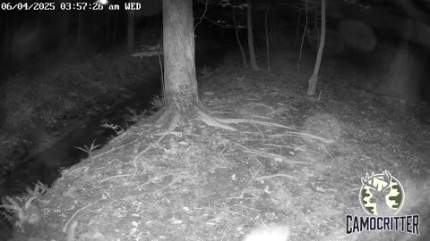 CamoCritter Critter Cam Live Stream