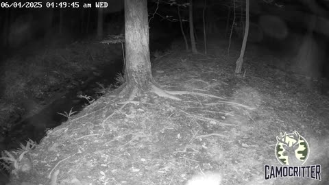 CamoCritter Critter Cam Live Stream