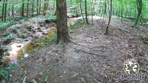 CamoCritter Critter Cam Live Stream