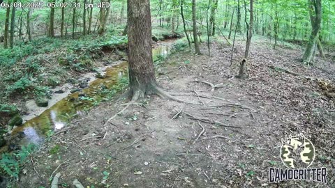 CamoCritter Critter Cam Live Stream