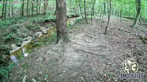 CamoCritter Critter Cam Live Stream