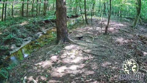 CamoCritter Critter Cam Live Stream