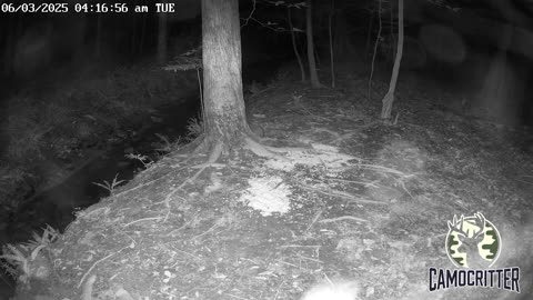CamoCritter Critter Cam Live Stream