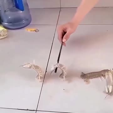 These shrimp can dance better than most of us!.hd