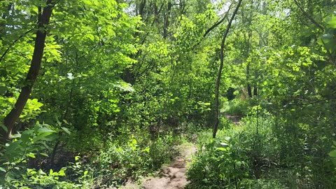Wiesiorynka nad stawem 8 maj 2025. Wiesiu