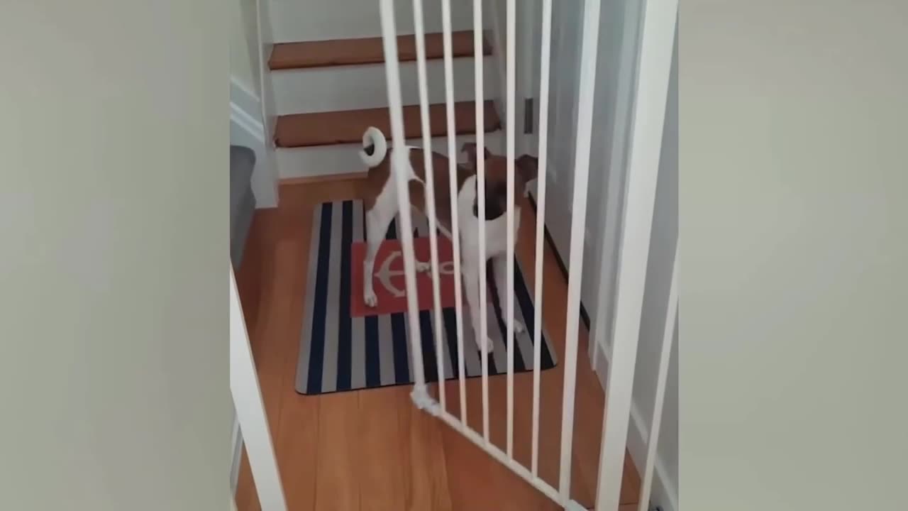 funny video