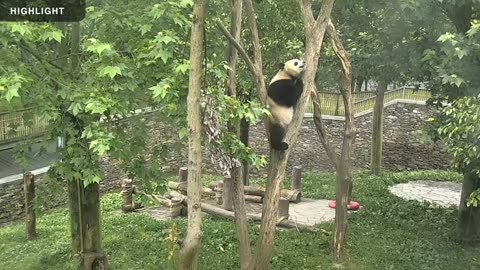 1.5 Hours of Adorable Pandas