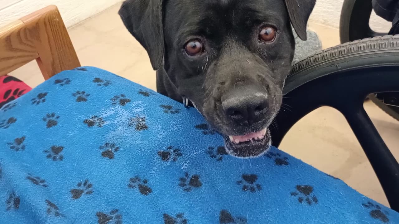 Nelly 5y A869565 her&I are in groovy place@TRN, from harrys haven kennel 207 PACC shelter 2025914327