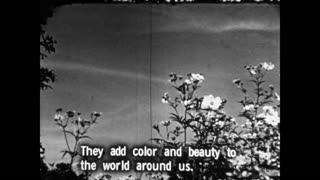 MONARCHS - THE BUTTERFLY , NOT a KING