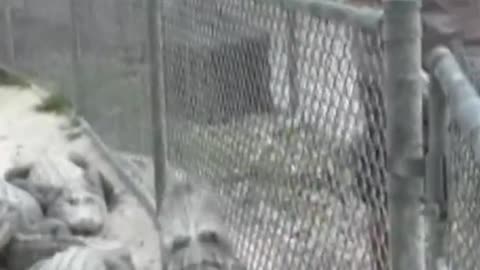 Everglades Alligators – Predators of the Florida Wetlands