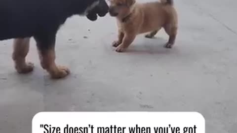 Tiny body, BIG bark energy! 💥🐶 #funnydogfight #shortsfeed