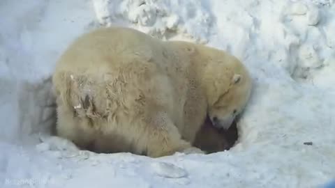 Amaging scence of wild animal