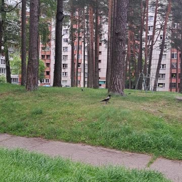 City Crows: Daily Food Hunt! Bugs for Dinner? 🏙️🐛