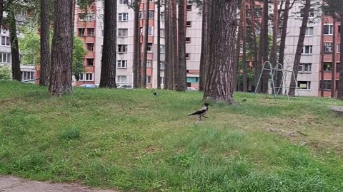 City Crows: Daily Food Hunt! Bugs for Dinner? 🏙️🐛