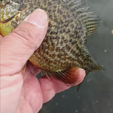 Pumpkinseed sunfish