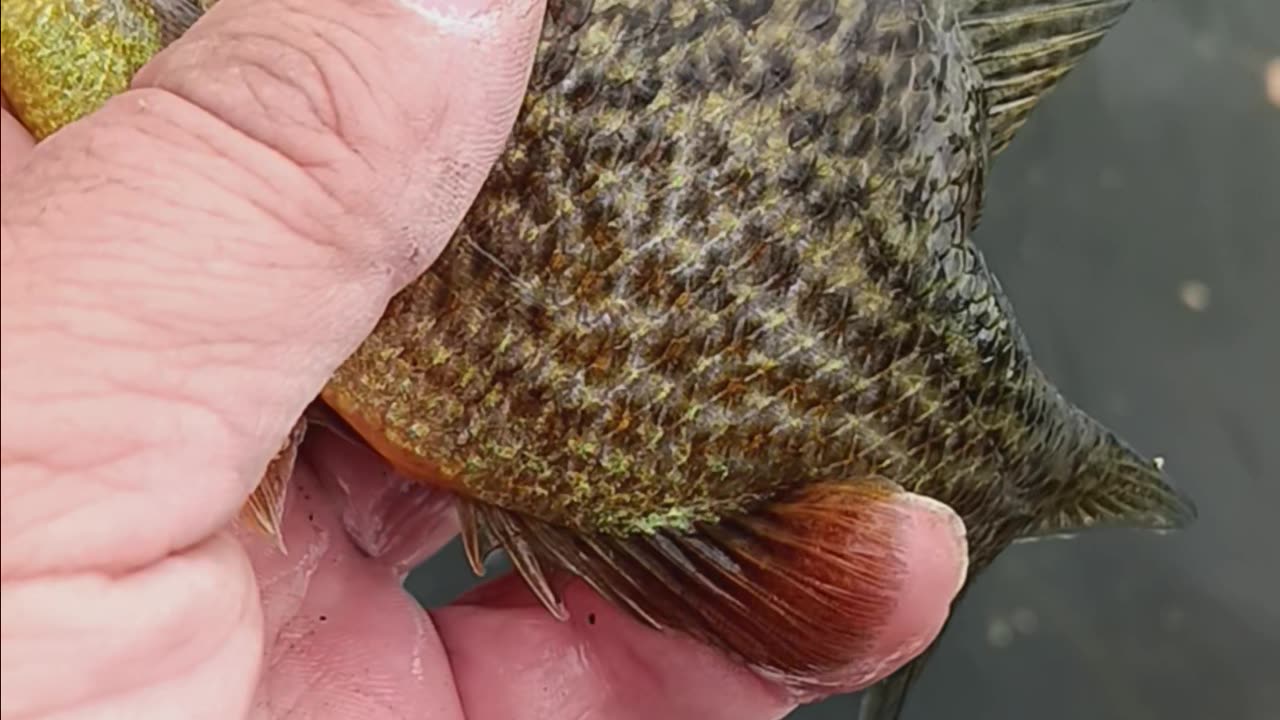 Pumpkinseed sunfish