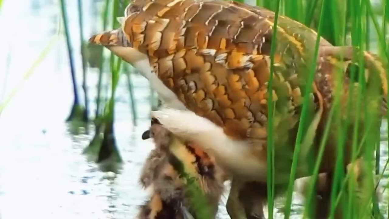 Mother Bird Protects Her Kids