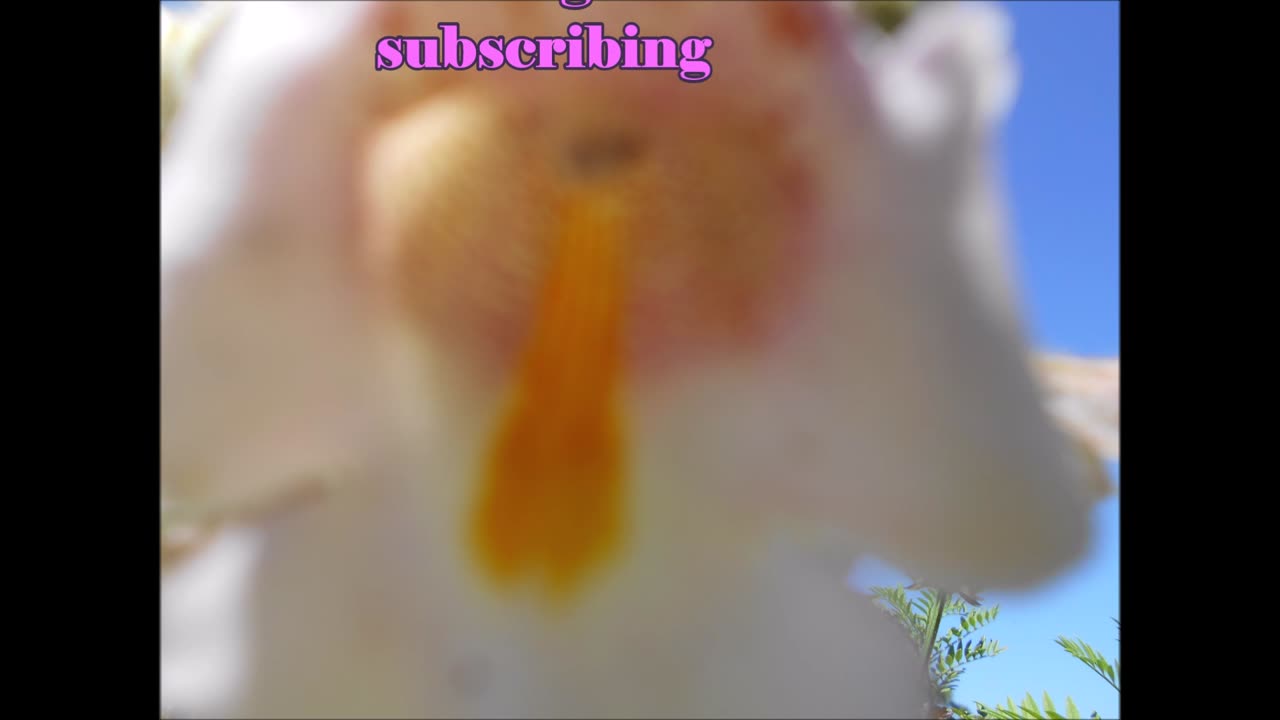 Purification Qualities Unicorn Plant July 2022