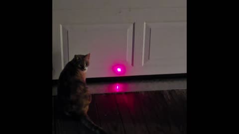Miss Kitty.