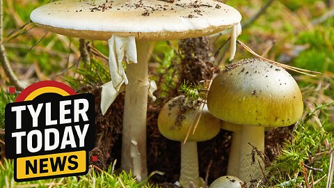 CA issues warning for mushroom foragers