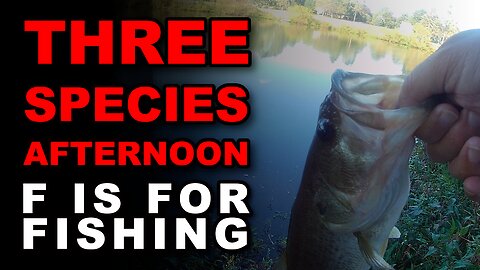 Three Species Afternoon