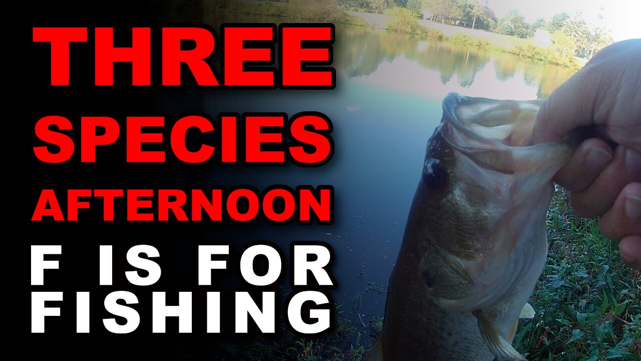 Three Species Afternoon