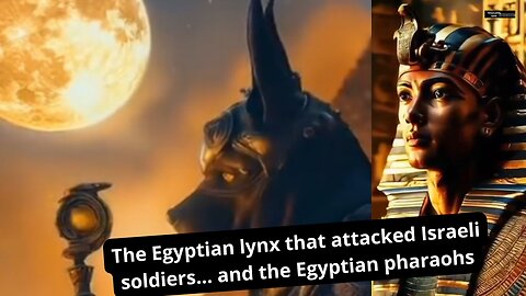 Egyptian lynx attacks Israeli soldiersالوشق المصري الذي هاجم الجنود الإسرائيليين...