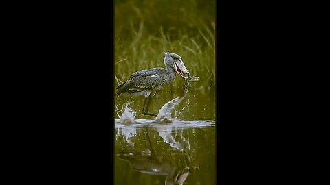 Swamp Hunter: Giant Bird Captures Caiman #wildlife #shoebill #caimanbaby